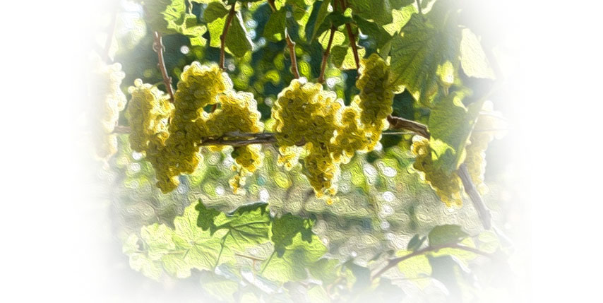 OPG Horvat Dario - Bijeli Pinot (Bijeli burgundac)