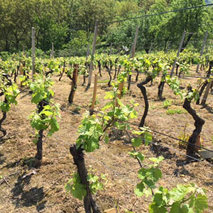 Vinograd u Segledu u proljeće - Hrvatsko zagorje