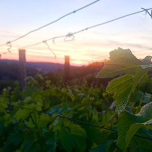 Zalazak sunca u vinogradu Gradec