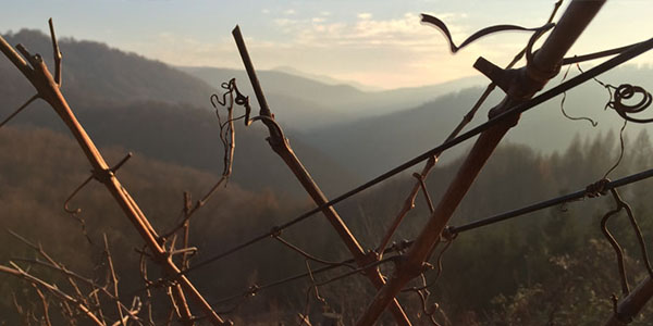 Kasna jesen u vinogradu