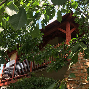 Trešnje u vinogradu