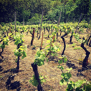 Bijeli pinot u rano proljeće