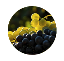 OPG Horvat - Miješano vino