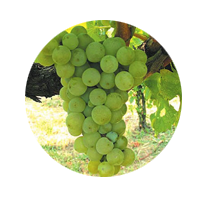 OPG Horvat - pinot bijeli