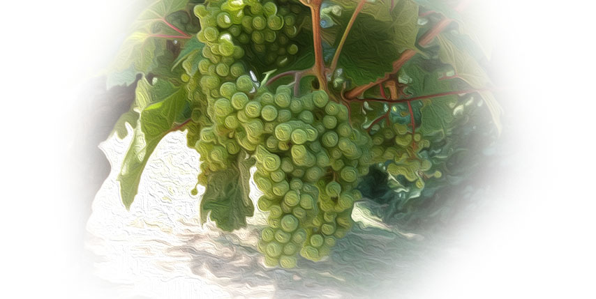 OPG Horvat Dario - Rajnski rizling - Kralj bijelog vina