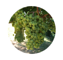 OPG Horvat - Rajnski rizling